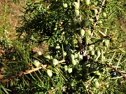 39 Rada vegetazione di prevalenti  piante di ginepro cariche di bacche